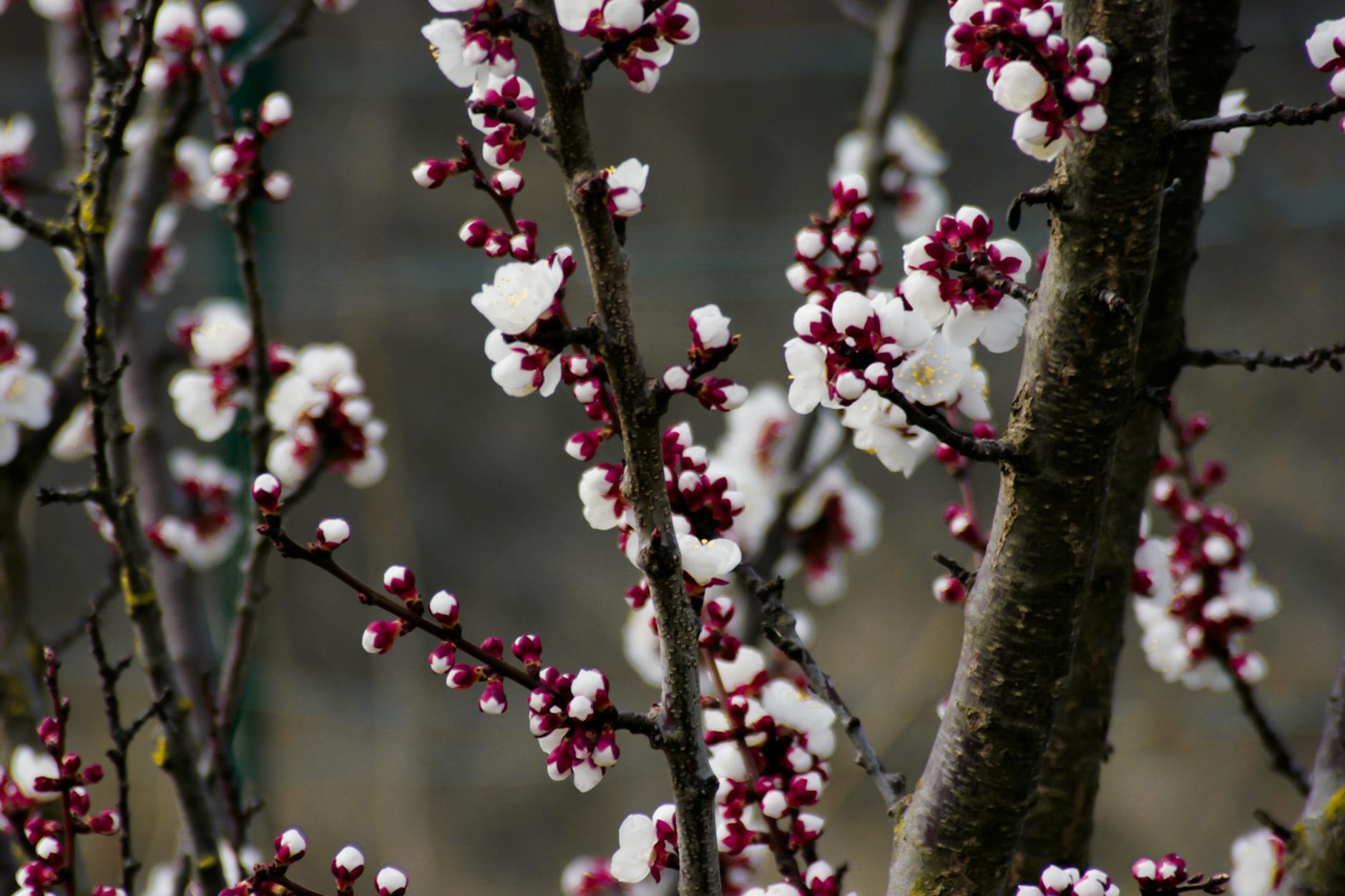 depth of field photography of cherry blossom tree